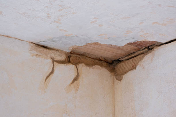 Best Professional water damage repair  in Ponderosa Pine, NM
